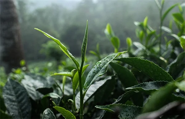 花を食べる虫8種類を徹底解説！プロが教える見分け方と駆除方法