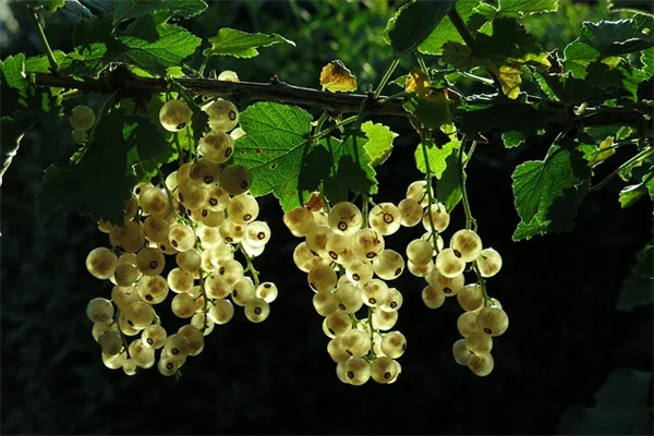 夏の挿し木はこれで決まり！おすすめ植物8選と成功率アップのコツ