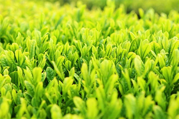 6月の種まき、もう遅いって本当？今からでも間に合う切花7選