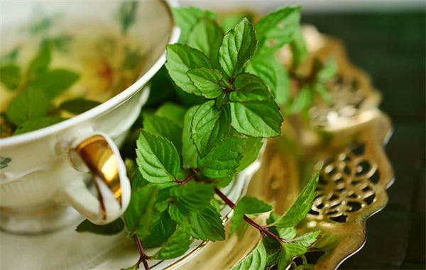 グラウンドホッグが食べる植物リストと庭を守る防除方法
