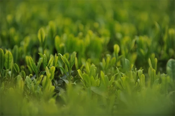 栽培禁止！知らないと逮捕される違法植物、よくある6種