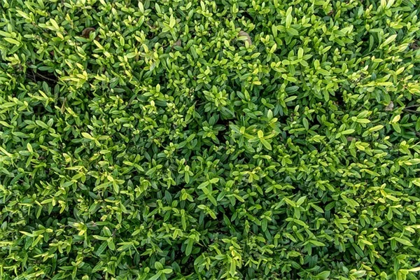 私のおすすめ多年生ツル植物6選｜小さい庭に立体感と花を簡単追加